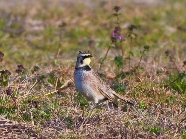Horned Larks